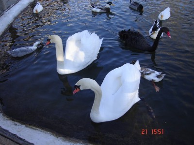 DSC04627 (1024 x 768).jpg