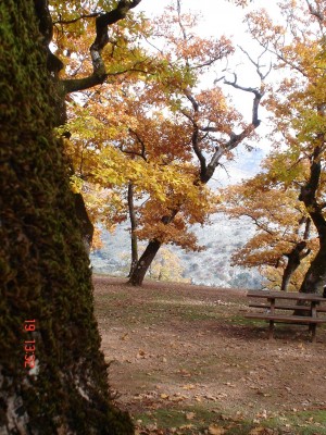 Î‘Î½Ï„Î¯Î³ÏÎ±Ï†Î¿ Î±Ï€ÏŒ DSC01817.JPG