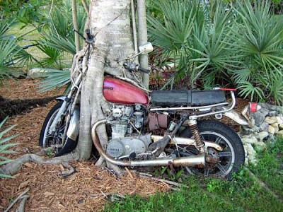 tree-motorcycle-718835.jpg