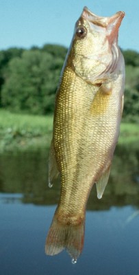 fish_lm_bass.jpg